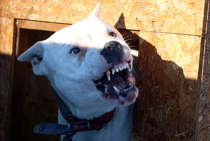 Saldıracak köpek nasıl anlaşılır?