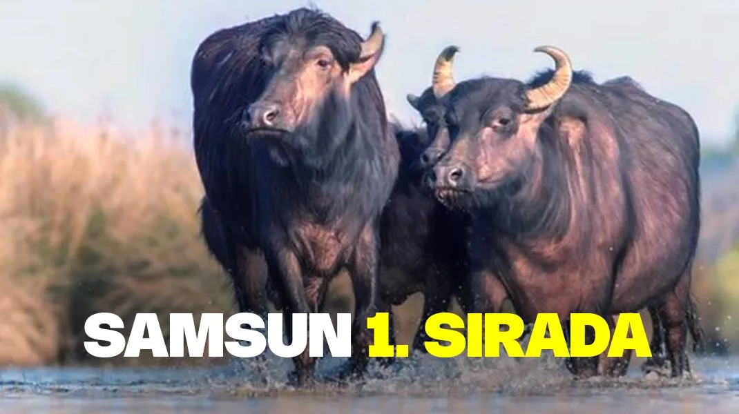 Samsun 1. sırada