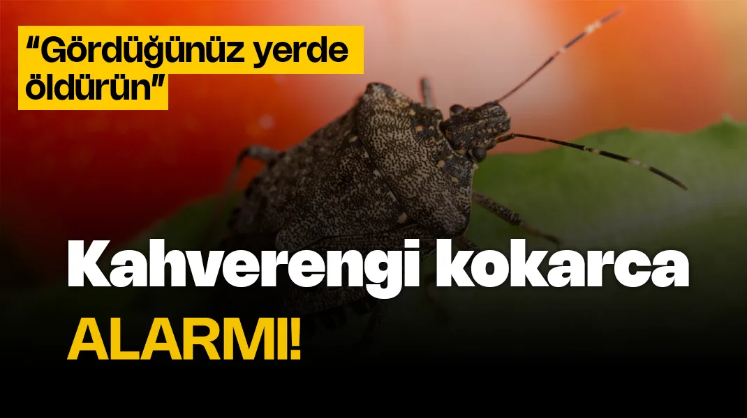 Samsun’da kahverengi kokarca alarmı