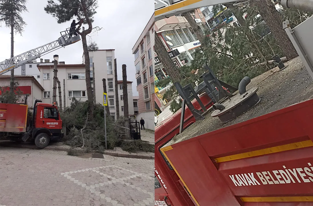 Kavak’ta ağaç katliamı!
