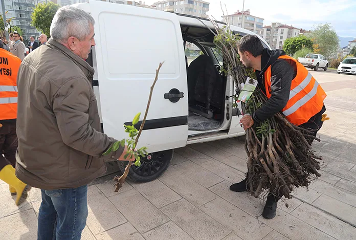 Atakum’da üreticiye ceviz desteği