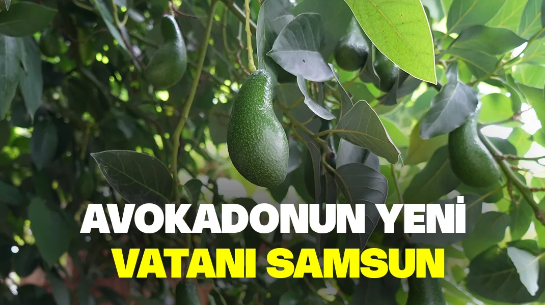 Avokadonun yeni vatanı Samsun