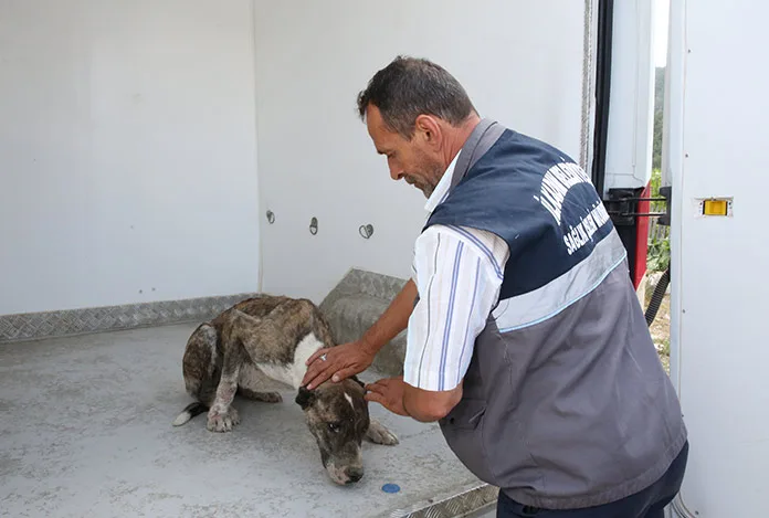 Araba çarpan köpeğin yardımına İlkadım Belediyesi çalışanları koştu