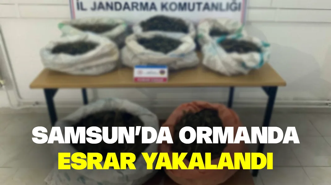 Samsun’da ormanda esrar yakalandı