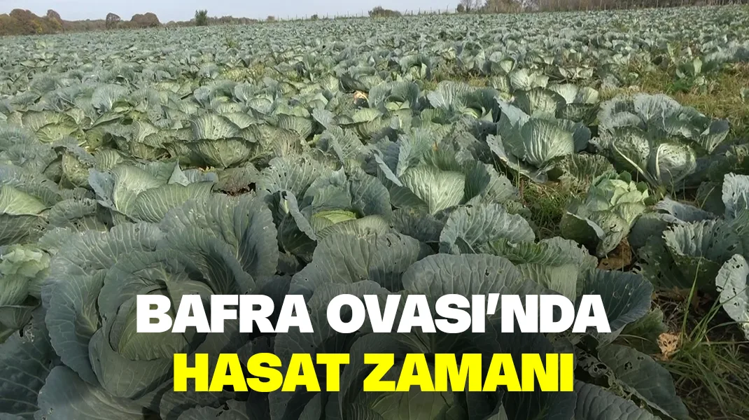 Bafra Ovası’nda hasat zamanı
