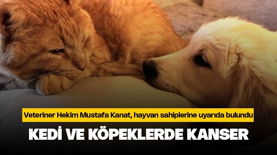 Kedi ve köpeklerde kanser