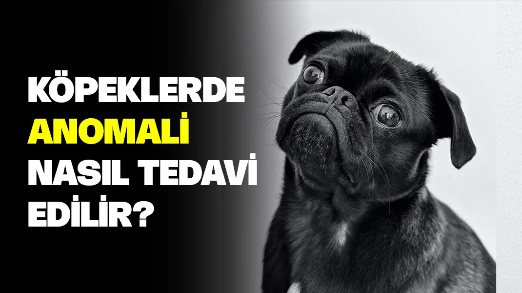 Köpeklerde anomali nasıl tedavi edilir?