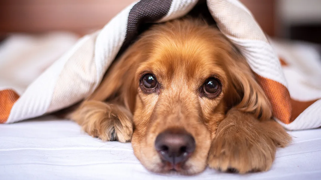 Köpeklerin beslenmesinde yapılan yanlışlar neler, doğru beslenme için ne yapılmalı?