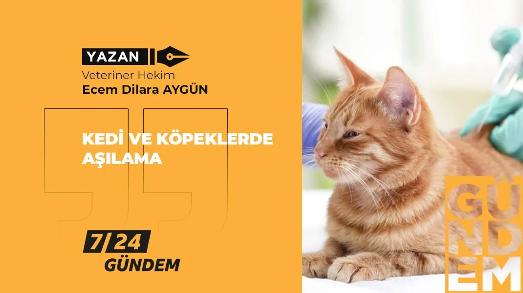 Kedi ve köpeklerde aşılama
