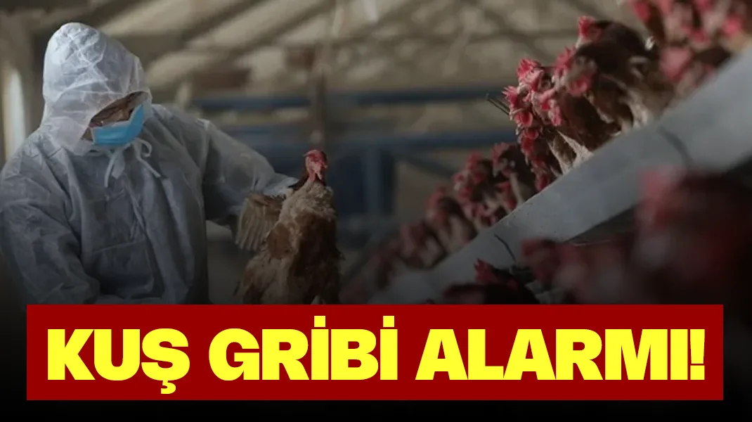 Kuş gribi alarmı