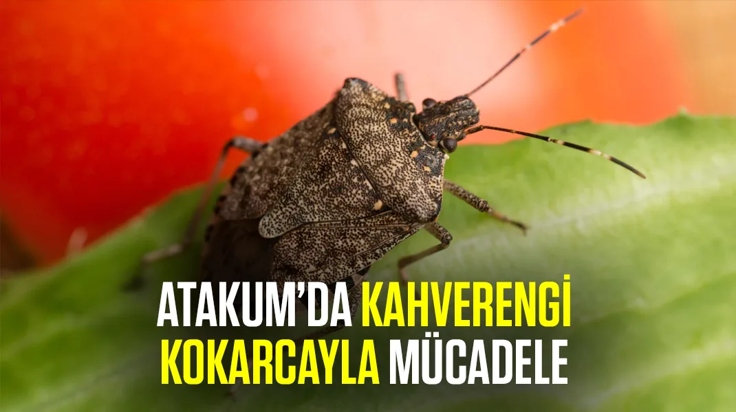 Atakum’da kahverengi kokarcayla mücadele