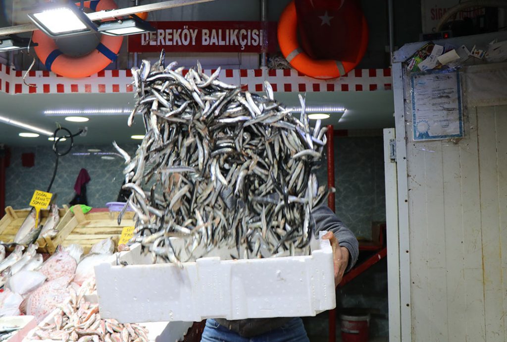 Samsun’da balıkçılar şaşkın!