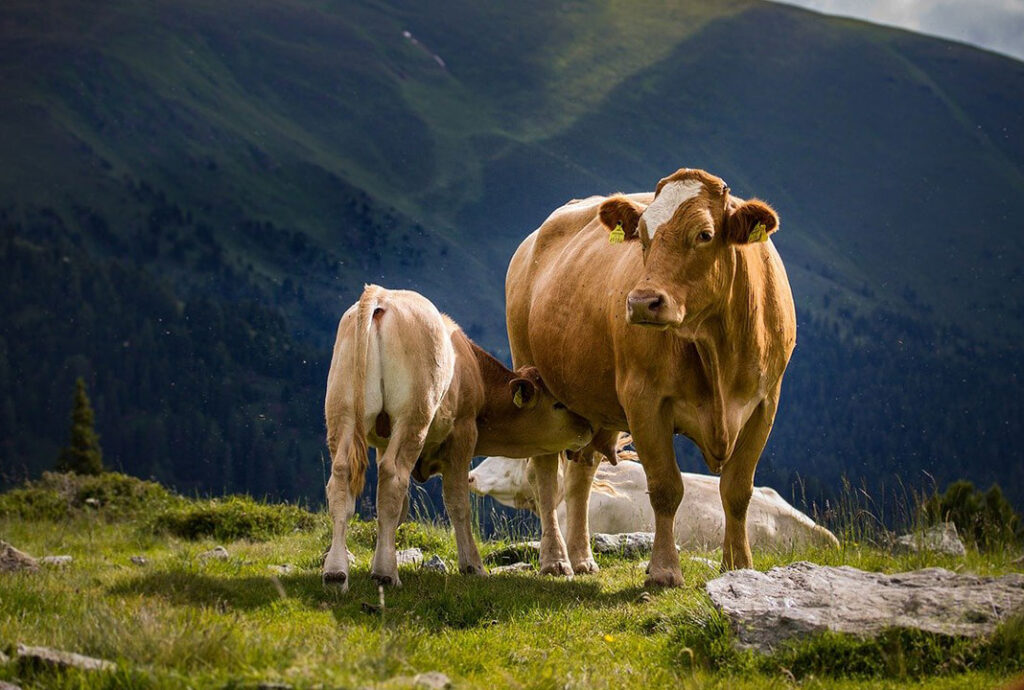Tekin: Besiciler hayvanlarını ya satıyor ya da kesiyor