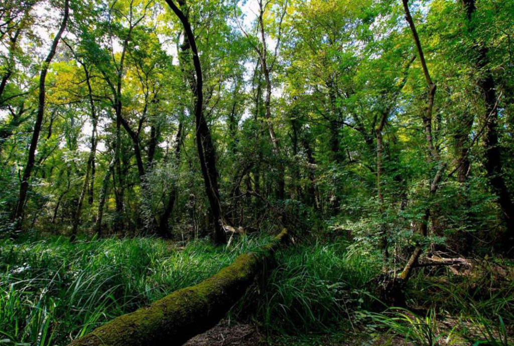 Samsun Hacıosman Ormanı