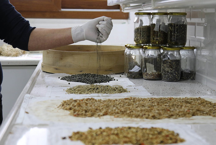 Atakum Belediye’sinden kırsal üretim atağı