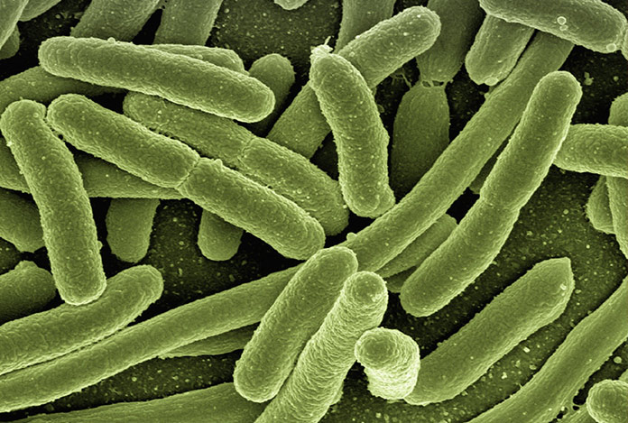 “Cüzzam hala aramızda”