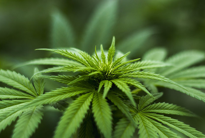 Kenevir başvuruları başladı