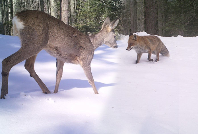 Samsun’da vahşi yaşam objektiflere yansıdı