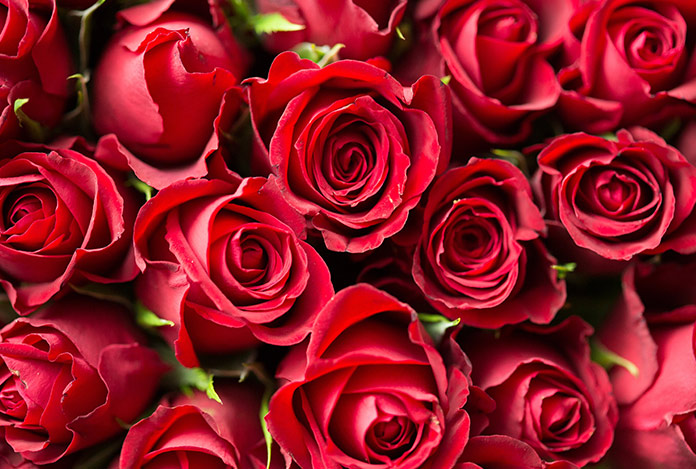 Sevgililer, gülsüz kalacak: Fiyatı 3 katına…