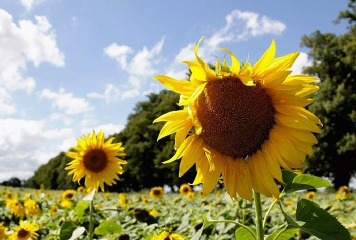 Ayçiçek yağına destek kararı!