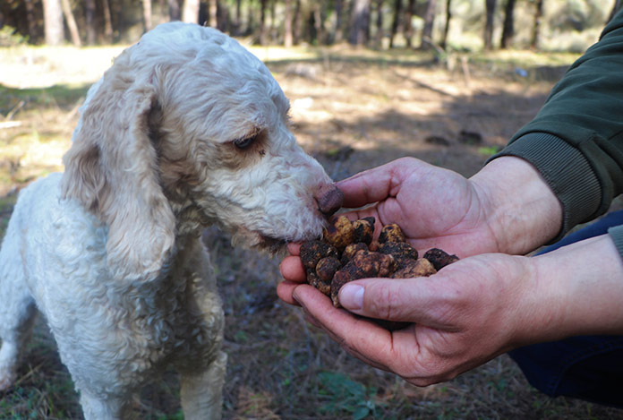 Dünyanın en pahalı mantarını onlar buluyor