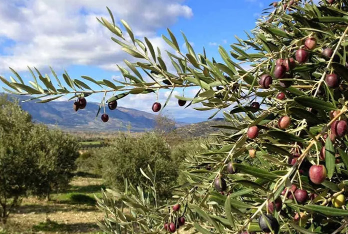 Danıştay zeytinlikleri yok edecek düzenlemenin yürütmesini durdurdu