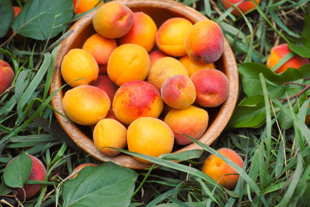 Kayısıda kayıp büyük