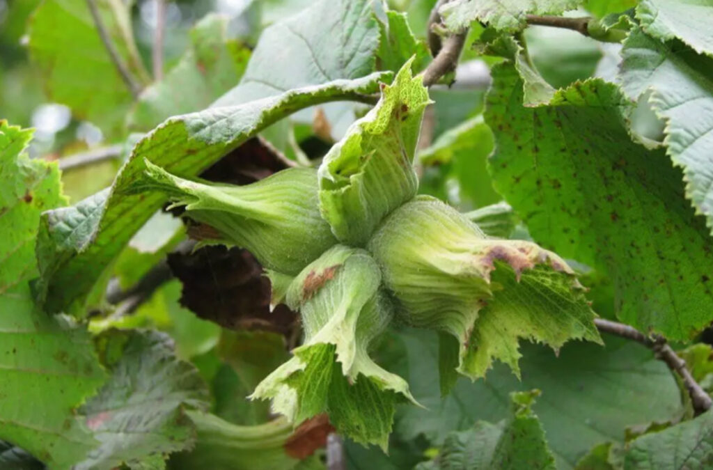 Samsun fındık üretiminde Ordu’yu geçecek