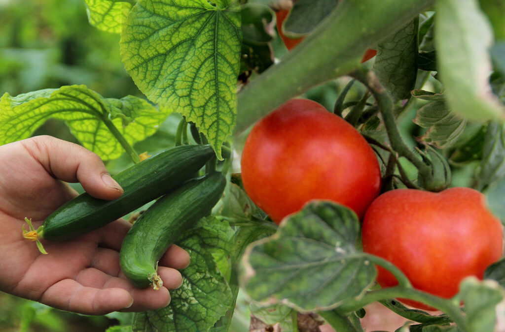 Ucuz sebze müjdesi: “Fiyatlar 20 güne normale dönecek”