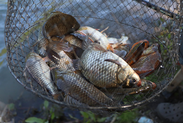 İç sularda İsrail sazanı istilası