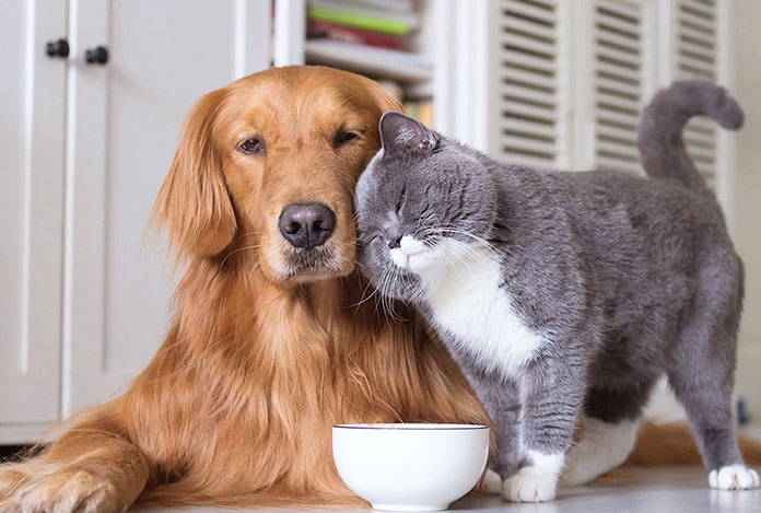 Yargıtay, ‘Apartmanda beslenemez’ dedi