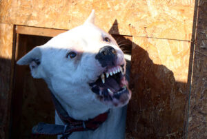 Pitbull silah sayıldı, sahibi 2,5 yıl ceza aldı