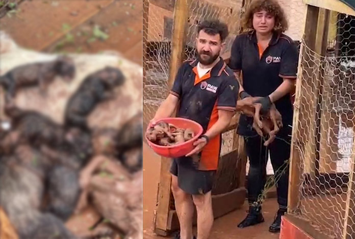 Ruhsatsız barınaktaki köpekler boğularak can verdi