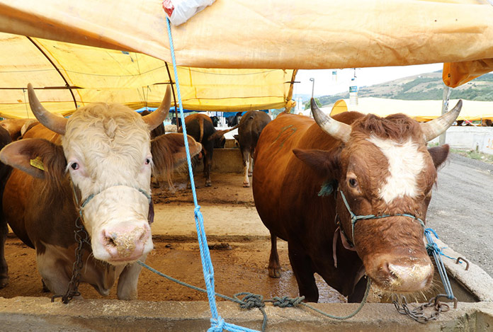 İlkadım kurban pazarı açıldı