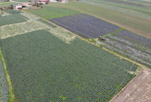 Samsun’un tarımı ipotek altında!