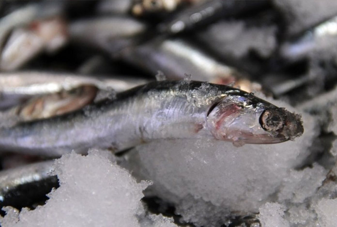 ABD’de gökten hamsi yağıyor