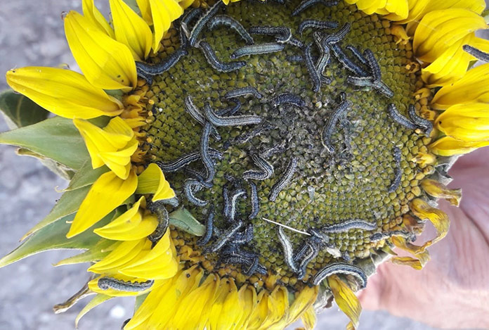 Ayçiçeğine ‘çayır tırtılı’ istilası