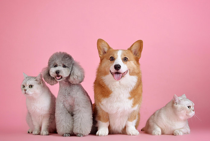 Petshoplarda kedi köpek satışı yasaklanıyor