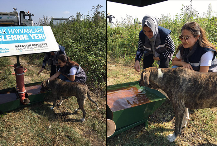 İlkadım’da sokak hayvanlarına su ve mama takviyesi