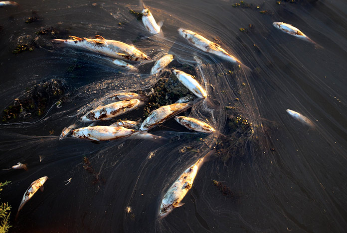 Kızılırmak’ta toplu balık ölümleri
