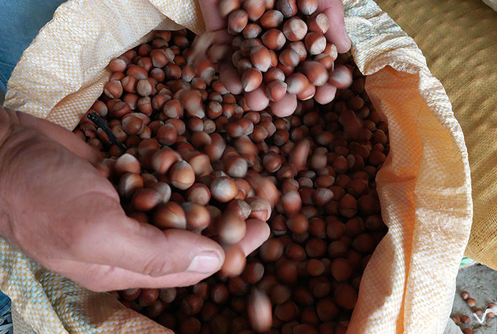 Fındık üreticisine ‘tartı’ oyunu: Yüksek fiyat verip tartıda hile yaptılar