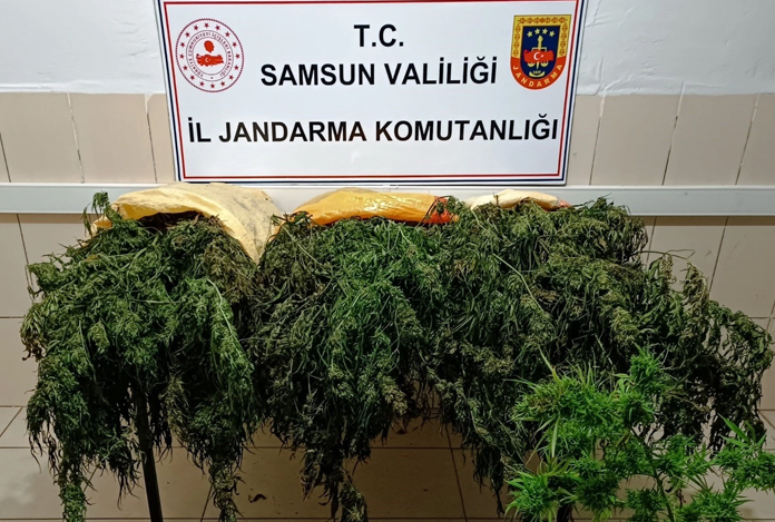 Jandarmadan uyuşturucu operasyonu: 65 gözaltı