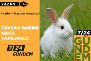 Tavşan bakımı nasıl yapılmalı?