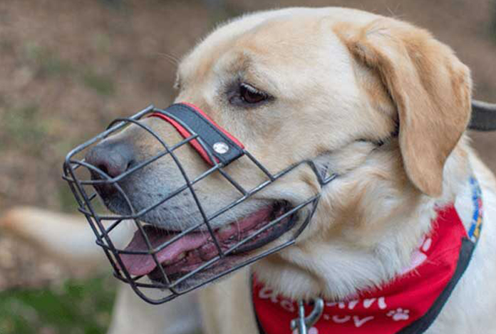 Trabzon’da sahipli köpeklere ağızlık takılması zorunluluğu getirildi