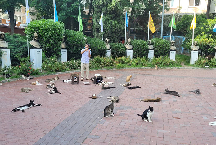 Nişantaşı’nda kedilerin kaplarına zehirli mamalar bırakılmış!