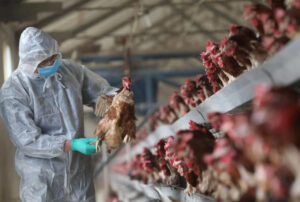 Kuş gribi salgını tarihteki en üst seviyesinde