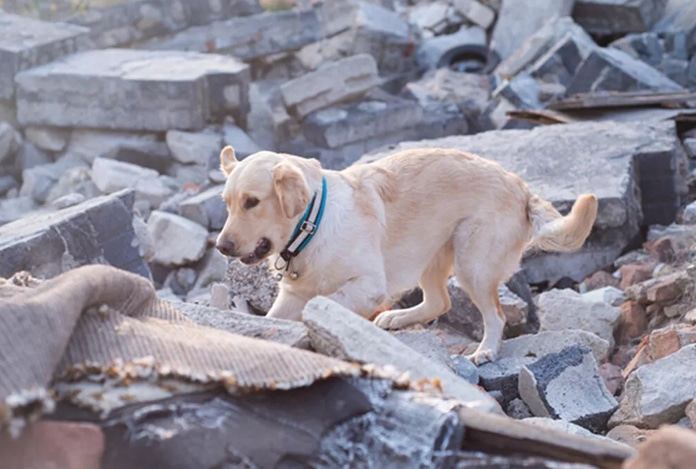Hayvanlar depremi önceden hissedebilir mi?
