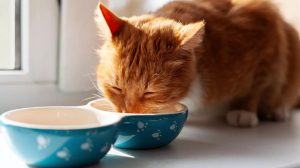 Uzmanlar uyarıyor: Kedinizin iştah durumunu takip edin