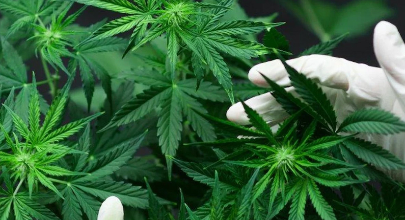 Tıbbi amaçlı kenevir üretilebilecek