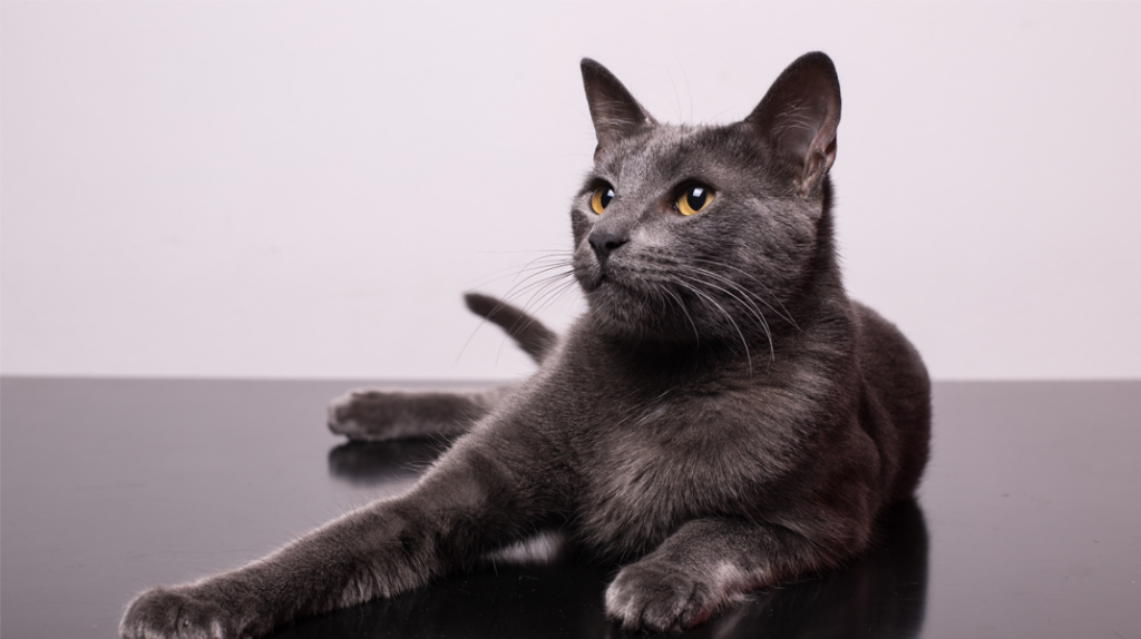 Kedilerde böbrek yetmezliği